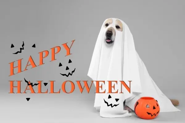 Happy Halloween from USMortgage Lenders